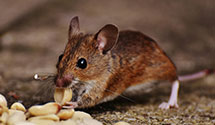 24 Hour & Emergency Exterminators in Honobia, OK